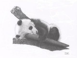 Baby PANDA Cub wildlife art pencil drawing picture Limited Edition 