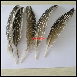 100pcs guinea fowl wing feather 13 20cm ym16 from china