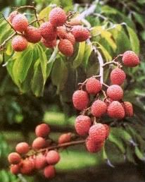   season for Kaimana lychee in the southern hemisphere like in Australia