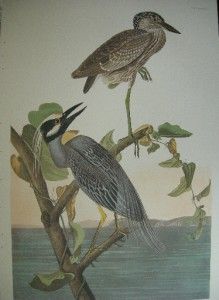 Birds of America Abbeville EDT Yellow Crown Heron 336