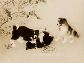 Akita Japanese Cute Puppies Playing Dog Print