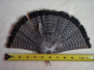 Nice Ruffed Grouse Tail Feathers Fan Taxidermy Crafts Ruff Grey Phase 
