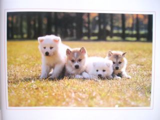 Japanese Puppy Dogs book. Shiba Akita Kishu Inu