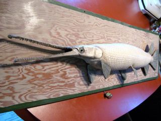 Huge White Albino Longnose gar skin mount taxidermy 47 Record Fish