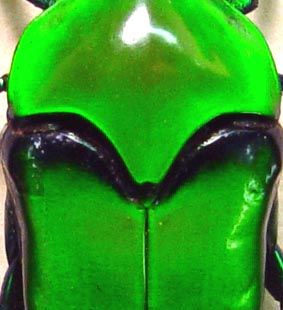 Strange Green Alien Face Beetle Real Framed Insect 7900
