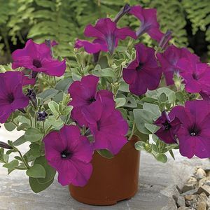   Ramblin Violet Live Flower Plants Trailing or Wave Type Blooms