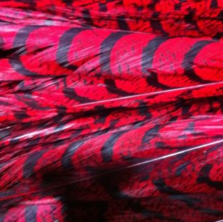Lady Amherst pheasant Center tail Feathers Dyed Red 6pcs 30 35