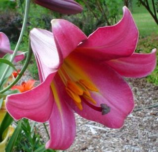 LILY PINK PERFECTION HUGE BULB 4 7 FT TALL PLANT FRAGRANT FLOWERS JULY 