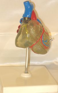 Transparent Heart Anatomy Medical Anatomical Model Teaching Education 