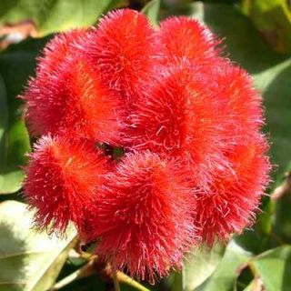 annatto lipstick tree bixa orellana 10 seeds bixa orellena known as 