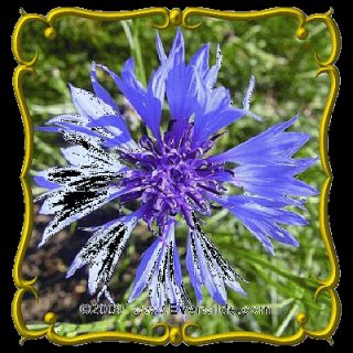 lb Dwarf Blue Cornflower Bulk Wildflower Seeds