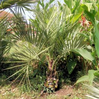butia capitata pindo palm 10 seeds also called jelly palm or feather 