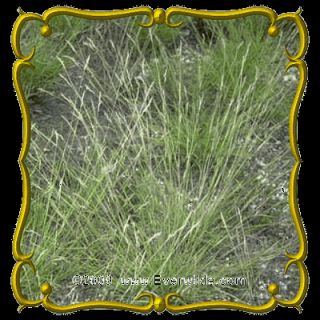 oz Poverty Oat Grass Bulk Wild Grass Seeds