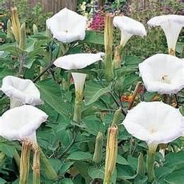 Angel Trumpet White Flower 50 Fresh Seeds  Datura Inoxia 