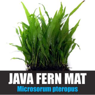 Java Fern Mat Microsorum pteropus   50+ Leaves   Live Aquarium Plant 