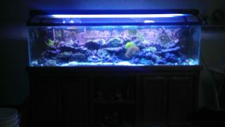 125 Gallon Glass Aquarium with EXTRAS for Saltwater