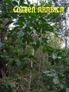 Coffea Arabica Beans Grow Your Own Coffee Plant Seeds