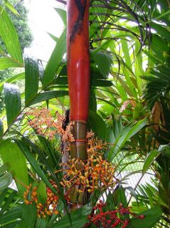 Orange Collar Palm Tree Colorful Areca Vestiaria Live Huge Specimen 24 