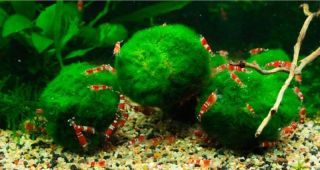 Giant Marimo Natural Algae Shrimp Fish Aquarium Food