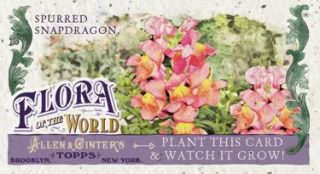 2011 Allen & Ginter Flora of the World Spurred Snapdragon