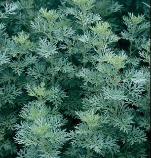 Wormwood Artemisia Absinthium 400 Herb Seeds Perennial
