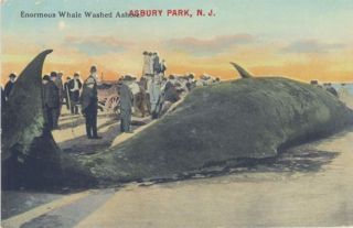 NJ Asbury Park Whale Washed Ashore Whaling M36129