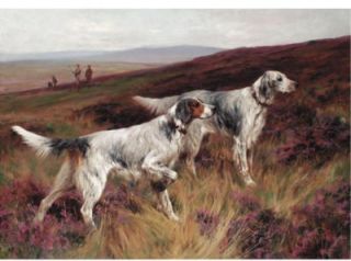Arthur Wardle Listed English Sporting Art Springer Spaniel Dog Antique 