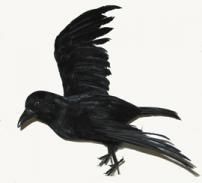 Artificial Fake Feather Crow 18 Halloween Crow New