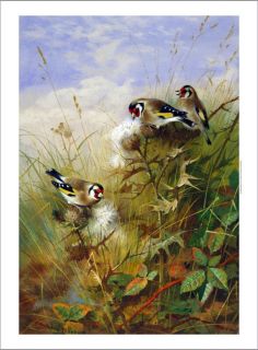 Archibald Thorburn Goldfinches on Thistles Birdsong Feathers Nature 