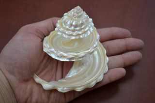spiral cut astrea undosa seashell size 2 1 2