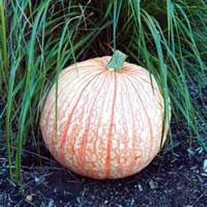 One Too Many Pumpkin 10 Seeds Different Decorative