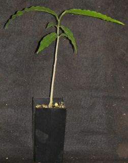 Polyalthia Longifolia Ashoka Green Champa Sorrow Less Tree Sacred and 