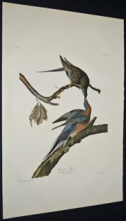 Audubon Amsterdam Edition Folio Passenger Pigeon 62