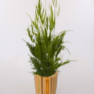 Pyramid Asparagus Fern 10 Seeds Grow Indoors or Out