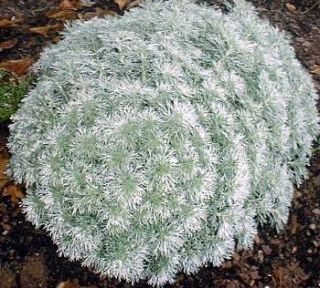 Silver Mound Perennial Plant Artemisia Sun Easy One Quart Pot