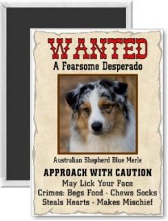 Australian Shepherd Blue Merle Wanted Poster Fridge Magnet 