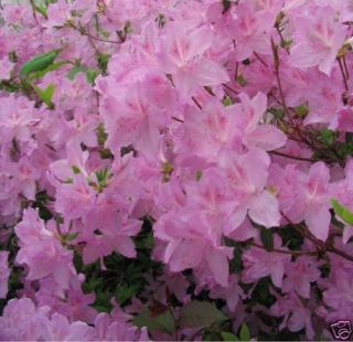 Azalea Hardy Pink Rhododendron Seeds Early Spring Bloomer Use for 