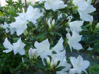 azalea plant gg gerbing white