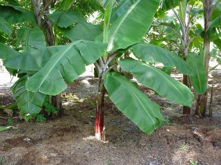 Musa Jamaican Red Dwarf Banana Tree Live Plants