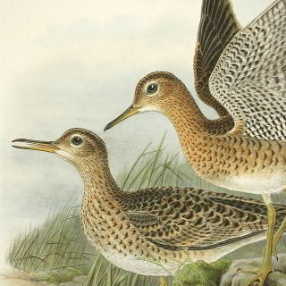1862 Gould Bird Britain 1st Edition Bartrams Sandpiper