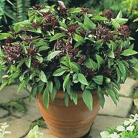 basil thai siam queen seeds approx 50 seeds per package