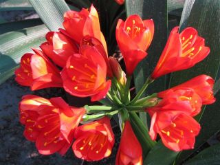 Christie Cardinal Red x Miss Watson Red Clivia Seed