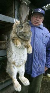 lol imagines your rabbit looking like this