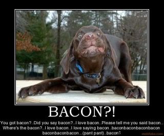 Work Productivity? How about Bacon Related Animal Pics?   chat 