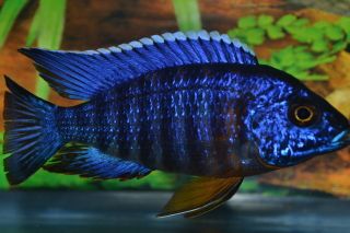 Tropical Fish African Cichlids, Regal Peacocks, Trio, 2 3/4