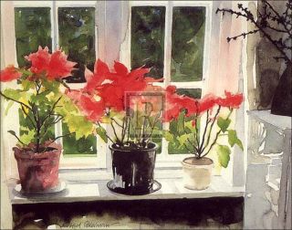 Richard Akerman Poinsettias Flowers Window Print