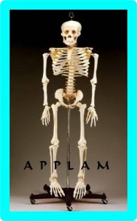 1st Qlty Adult Human Skeleton Anatomy Anatomical Model