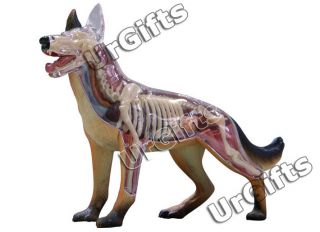 4D Vision Puzzle Animal Anatomy Model New Canine Dog