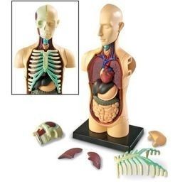 Human Body Anatomy Model Organs science Biology Medical Learning 