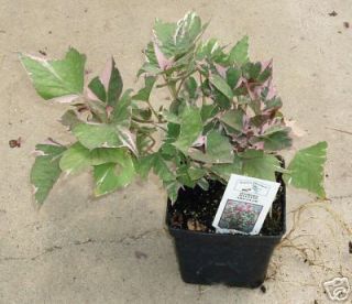 Sweet Potato Vine Tri Color 4 1 2 Pot Live Plant